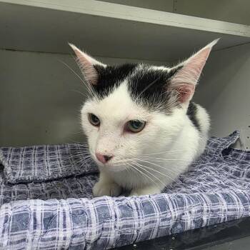 Whopper -  Domestic Short Hair Cat for Adoption in Duncan, Oklahoma - Whopper | PetCurious