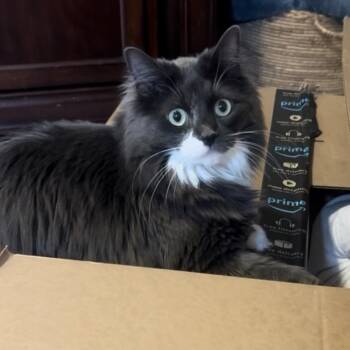 Daisy -  Domestic Long Hair Cat for Adoption in Murray, Utah - Daisy | PetCurious