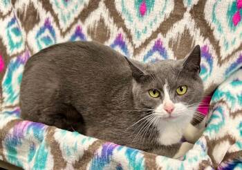 Domestic Short Hair Cats Available for Adoption - Drucilla | PetCurious
