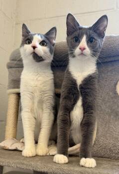 Kugel -  Domestic Short Hair Cat for Adoption in Hyde Park, New York - Kugel | PetCurious
