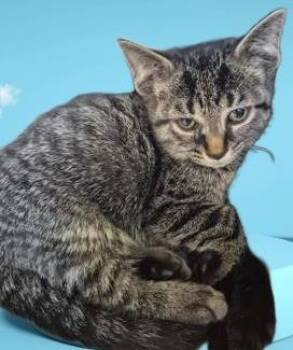 PeanutSauce -  Domestic Short Hair Cat for Adoption in Simcoe, Ontario - PeanutSauce | PetCurious