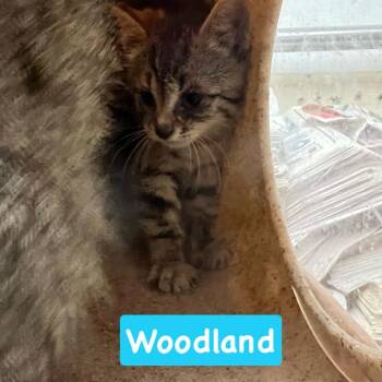 Woodland -  Domestic Short Hair Cat for Adoption in Philadelphia, Pennsylvania - Woodland | PetCurious