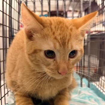 Opie -  Domestic Short Hair Cat for Adoption in Las Cruces, New Mexico - Opie | PetCurious