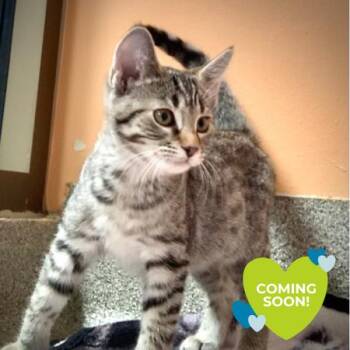 Maranta -  Domestic Short Hair Cat for Adoption in Chicago, Illinois - Maranta | PetCurious