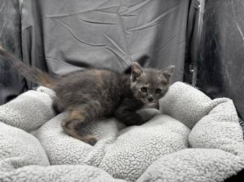 NOODLE -  Domestic Long Hair Cat for Adoption in Grovetown, Georgia - NOODLE | PetCurious