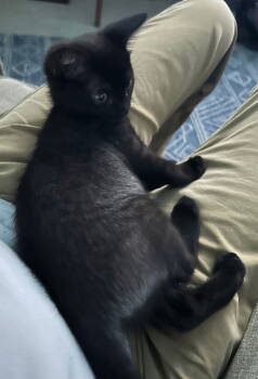 Rescue Domestic Medium Hair Cats for Adoption in Frisco, Texas - Runt T. | PetCurious