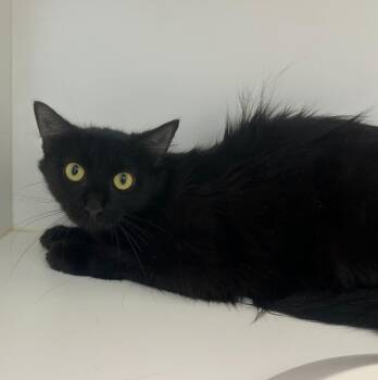 Rescue Domestic Long Hair Cats for Adoption in Greenfield, Indiana - Arabella | PetCurious