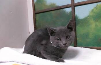 Leonato BR14619-T -  Domestic Short Hair and Russian Blue Cat for Adoption in Missouri City, Texas - Leonato BR14619-T | PetCurious