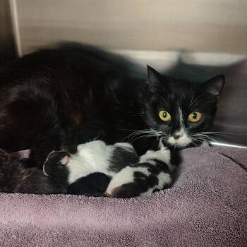Mama J -  Domestic Short Hair Cat for Adoption in Ottawa, Kansas - Mama J | PetCurious