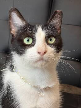 Maddie -  Domestic Short Hair Cat Available for Adoption in Houston, Texas - Maddie | PetCurious