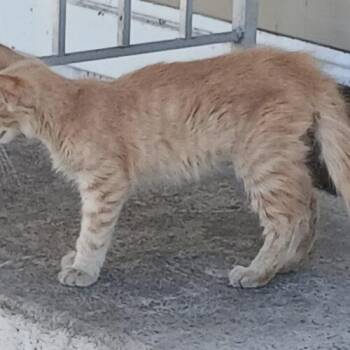 Dante -  Domestic Short Hair Cat for Adoption in Tampa, Florida - Dante | PetCurious