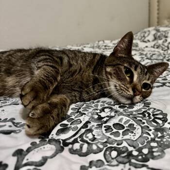 Chitara -  Domestic Short Hair Cat for Adoption in Liverpool, Texas - Chitara | PetCurious