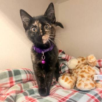 Domestic Short Hair Cats Available for Adoption in Great Falls, Montana - Star | PetCurious