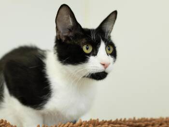 Columbia -  Tuxedo and Domestic Short Hair Cat for Adoption in Republic, Washington - Columbia | PetCurious