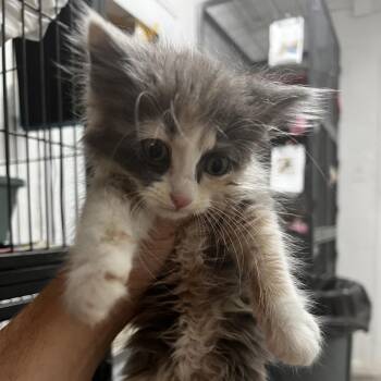Hazelnut -  Domestic Long Hair Cat for Adoption in Birmingham, Alabama - Hazelnut | PetCurious
