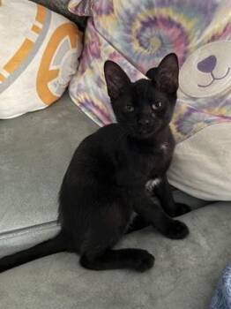 Domino -  Domestic Short Hair Cat for Adoption in New Orleans, Louisiana - Domino | PetCurious