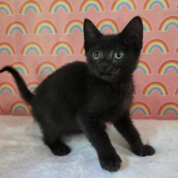McKinna -  Domestic Short Hair Cat for Adoption in Fredericksburg, Virginia - McKinna | PetCurious