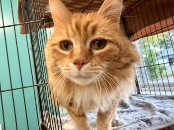 Harley -  Tabby Cat for Adoption in Scottsburg, Indiana - Harley | PetCurious
