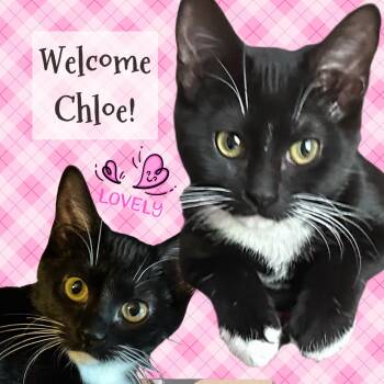 Rescue Tuxedo Cats for Adoption in Cincinnati, Ohio - Chloe | PetCurious