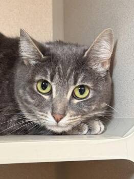 Joelle -  Domestic Long Hair and Domestic Short Hair Cat for Adoption in Bellevue, Washington - Joelle | PetCurious