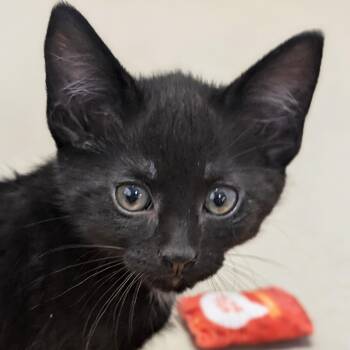 Jupiter -  Domestic Short Hair Cat for Adoption in Jefferson, Wisconsin - Jupiter | PetCurious