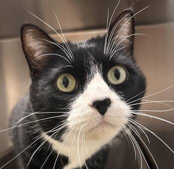 Rescue Domestic Short Hair Cats for Adoption in Amery, Wisconsin - Petey | PetCurious