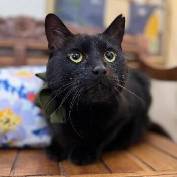 Spidey Couch Inspector -  Bombay and Domestic Short Hair Cat for Adoption in Friendswood, Texas - Spidey Couch Inspector | PetCurious