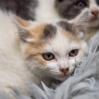 Rescue Domestic Short Hair Cats for Adoption in Gainesville, Georgia - Lisa | PetCurious