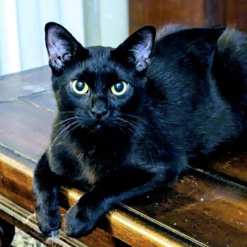 Rescue Domestic Short Hair Cats for Adoption in Springfield, Missouri - Window | PetCurious