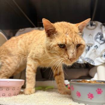 Rescue Domestic Short Hair Cats for Adoption in Flagstaff, Arizona - Kuzco - Ready For Some Love! | PetCurious