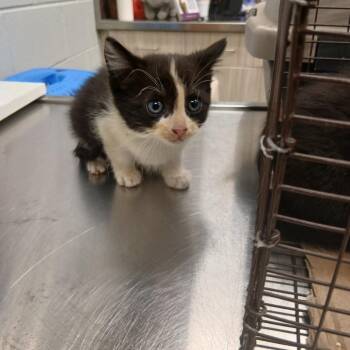 Gambino -  Domestic Short Hair Cat for Adoption in Chattanooga, Tennessee - Gambino | PetCurious
