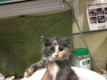 SILKY -  Domestic Short Hair Cat for Adoption in Riverside, California - SILKY | PetCurious