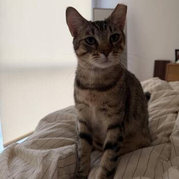 Rosie -  Domestic Short Hair Cat for Adoption in Philadelphia, Pennsylvania - Rosie | PetCurious