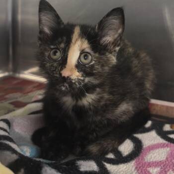 Pumpkin Spice -  Domestic Short Hair Cat for Adoption in Belleville, Illinois - Pumpkin Spice | PetCurious