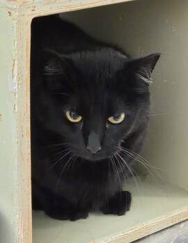 Mini and Blackie -  Domestic Short Hair Cat for Adoption in Millville, Utah - Mini And Blackie | PetCurious