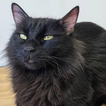 Domestic Long Hair Cats Available for Adoption in Belfair, Washington - Battie | PetCurious