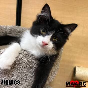 Ziggles -  Domestic Long Hair Cat for Adoption in Maryville, Tennessee - Ziggles | PetCurious