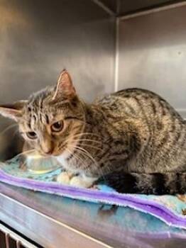 Domestic Short Hair Cats Available for Adoption - Mom | PetCurious