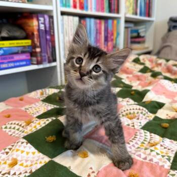 Gravy -  Domestic Medium Hair Cat for Adoption in Ashland, Oregon - Gravy | PetCurious