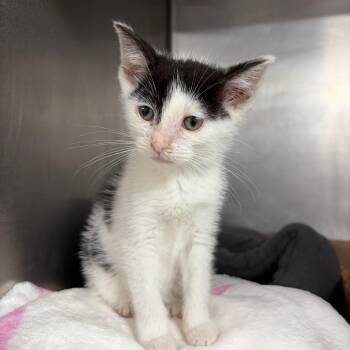 Love -  Domestic Short Hair Cat for Adoption in Newark, New Jersey - Love | PetCurious