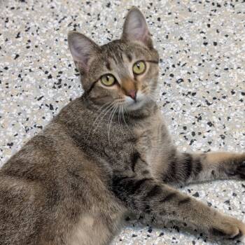 Rescue Domestic Short Hair Cats for Adoption in Decherd, Tennessee - Amelia | PetCurious