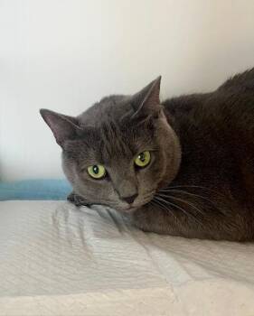 Rescue Domestic Short Hair Cats for Adoption in Winter Haven, Florida - Ghost | PetCurious