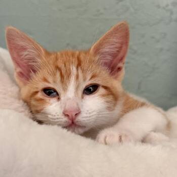 Nova Bear -  Domestic Short Hair Cat for Adoption in Los Angeles, California - Nova Bear | PetCurious
