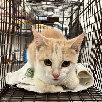 Domestic Short Hair Cats Available for Adoption in Las Cruces, New Mexico - Bumblebee | PetCurious