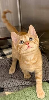 Domestic Short Hair Cats Available for Adoption in Ocala, Florida - Turbo (Petsmart) | PetCurious
