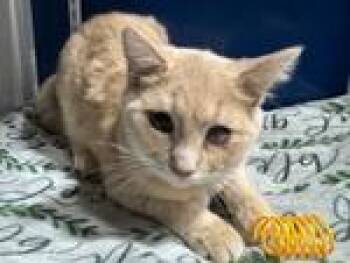 Rescue Domestic Short Hair Cats for Adoption in Powell, Ohio - Joseph Gribble | PetCurious