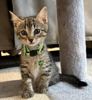 Shanna -  Domestic Short Hair Cat for Adoption in Bossier City, Louisiana - Shanna | PetCurious