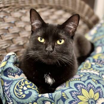 Rescue Domestic Short Hair Cats for Adoption in Durango, Colorado - Eve | PetCurious