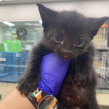 Domestic Short Hair Cats Available for Adoption - Bowling Terms _2_3_4_5_6 | PetCurious