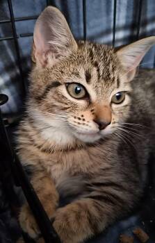 Domestic Short Hair Cats Available for Adoption - Jasmine | PetCurious